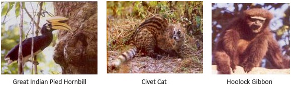 civet cat_hoolock gibbon_hornbill