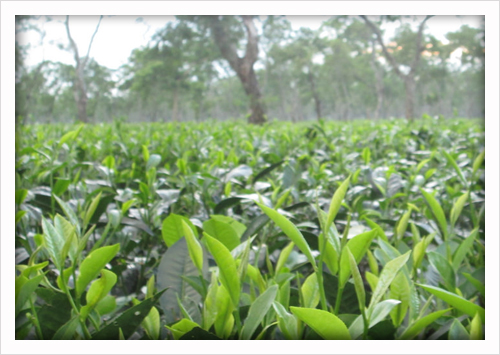 Assam Tea Festival