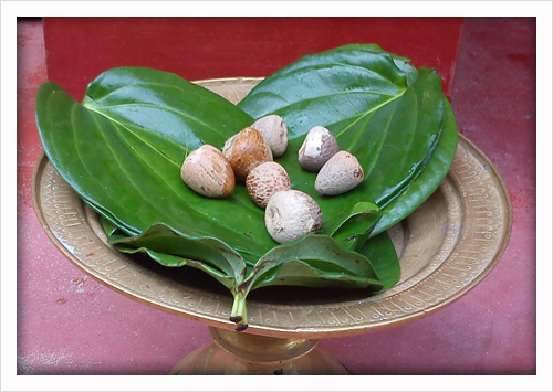 Tamul Paan